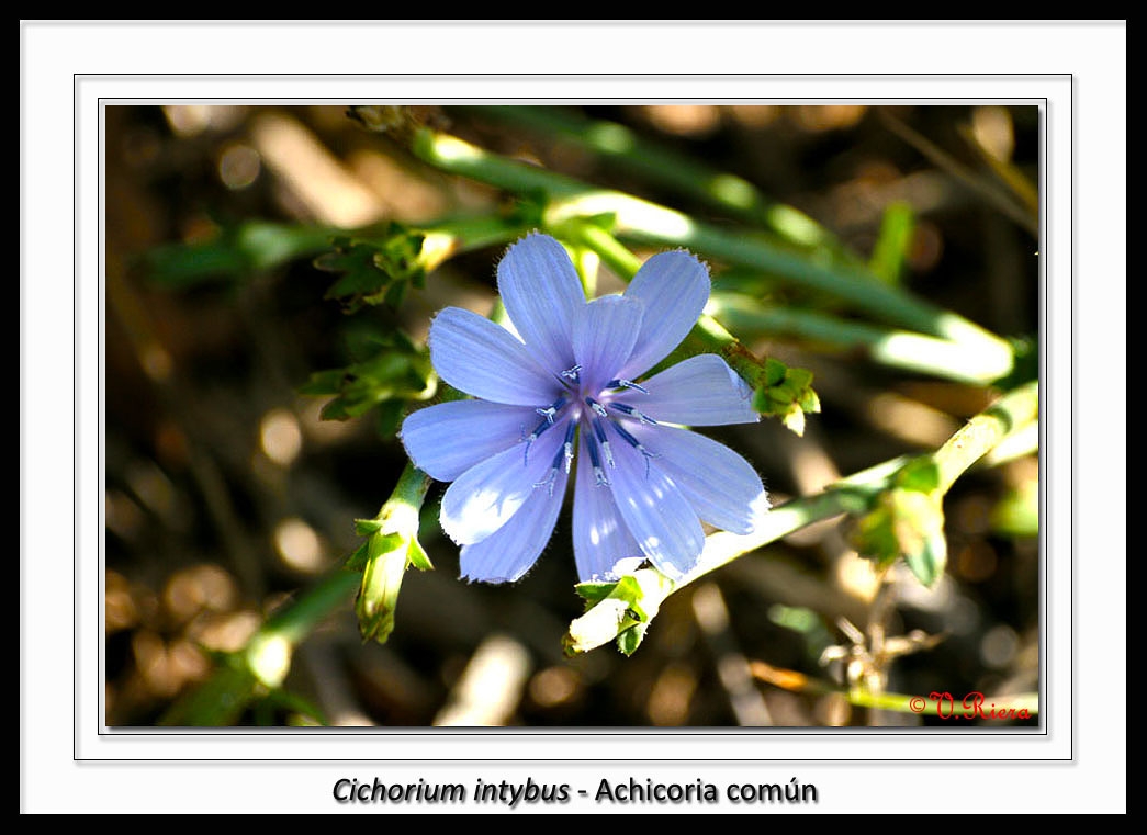 Asteraceae-Cichorium_intybus-Achicoria_común