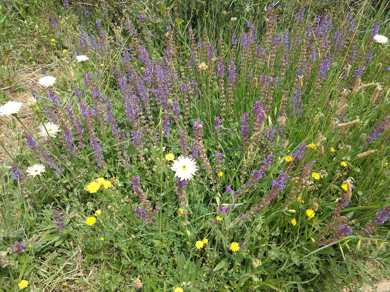 RUTA_BARRANC-HORTETA_AVVVEDAT RUTA_BARRANC-HORTETA_AVVVEDAT